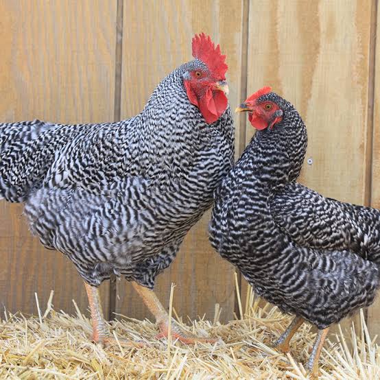Barred Rock Chicken