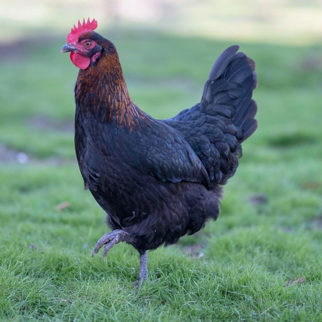 Black Copper Marans Chicken