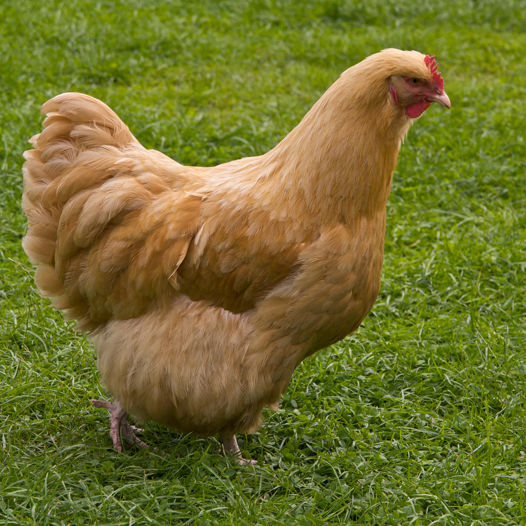 Buff Orpington Chicken
